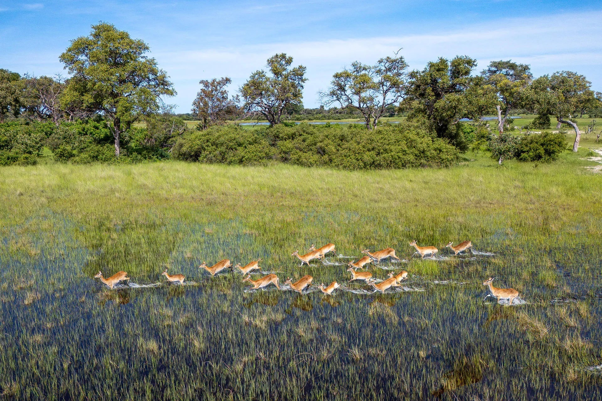 Karangoma - wildlife (red lechwe) at Karangoma, Okavango Delta, Botswana.