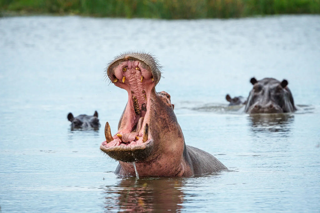 Karangoma - wildlife (hippo) at Karangoma, Okavango Delta, Botswana.
