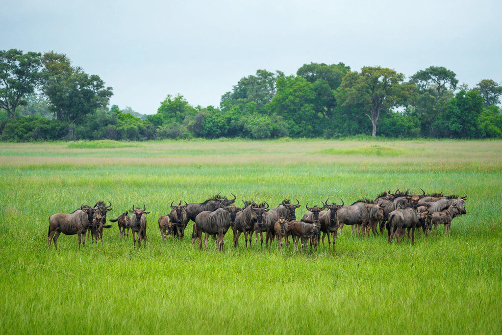 Karangoma - wildlife (wildebeest) at Karangoma, Okavango Delta, Botswana.