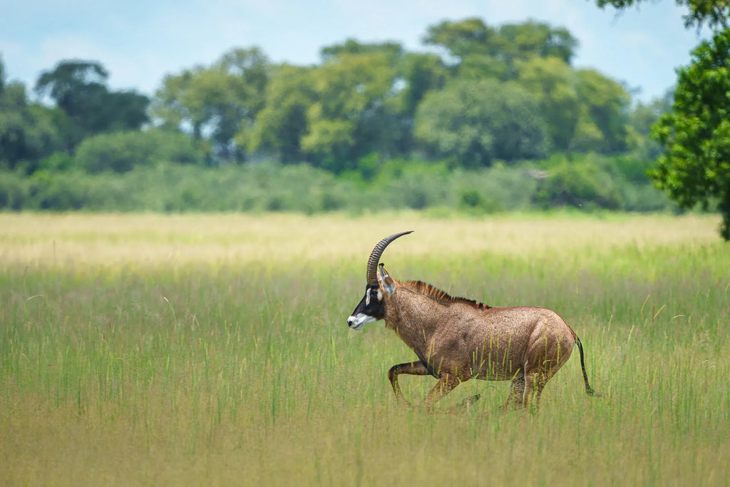 Karangoma - wildlife (roan) at Karangoma, Okavango Delta, Botswana.