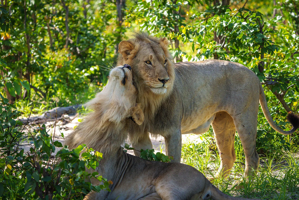 Karangoma - wildlife (lion) at Karangoma, Okavango Delta, Botswana.