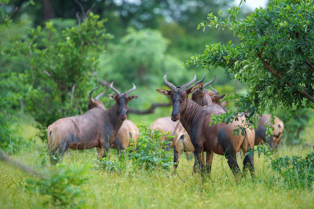 Karangoma - wildlife (tsessebe) at Karangoma, Okavango Delta, Botswana.