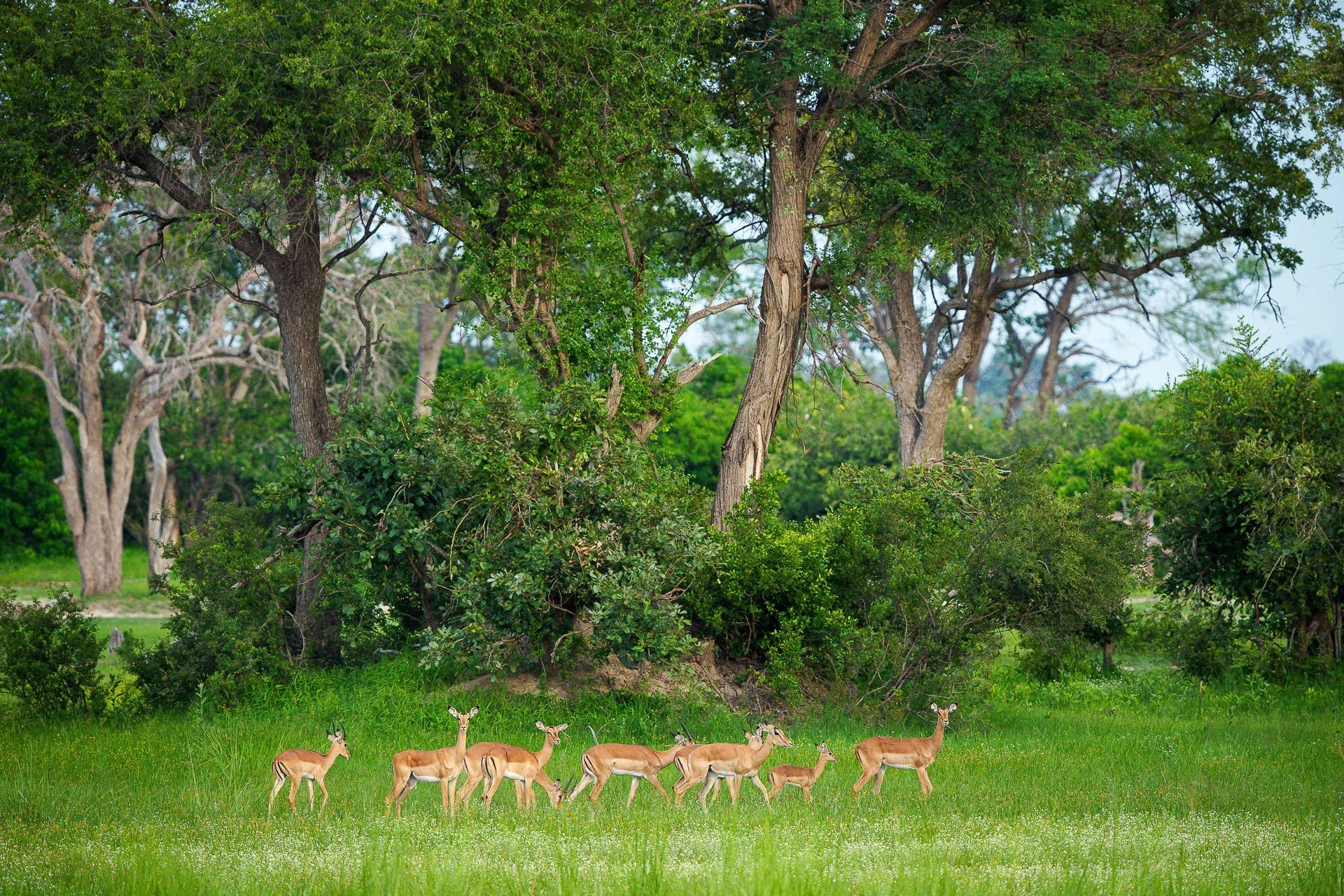 Karangoma - wildlife (impala) at Karangoma, Okavango Delta, Botswana.