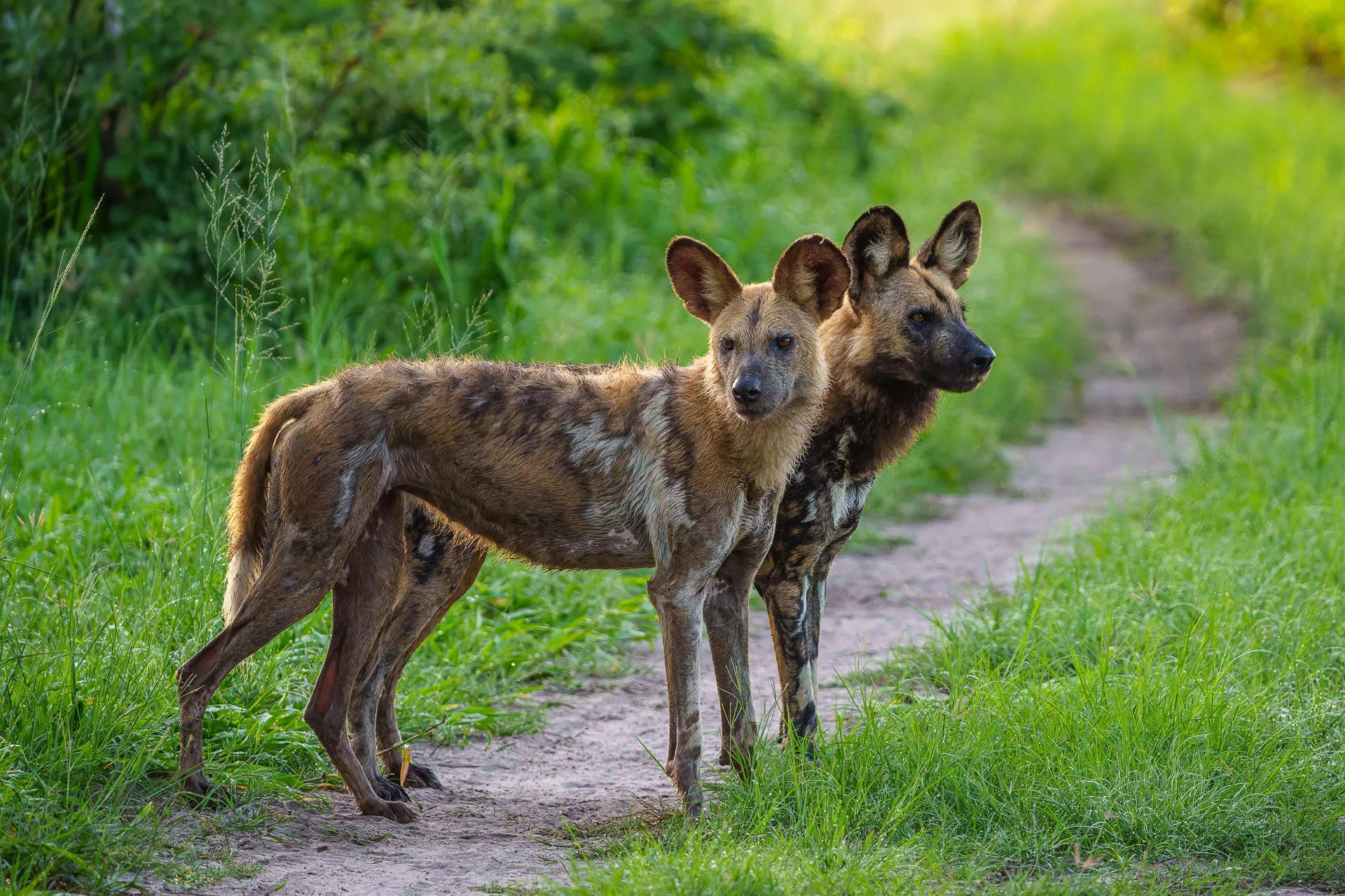 Karangoma - wildlife (wild dog) at Karangoma, Okavango Delta, Botswana.