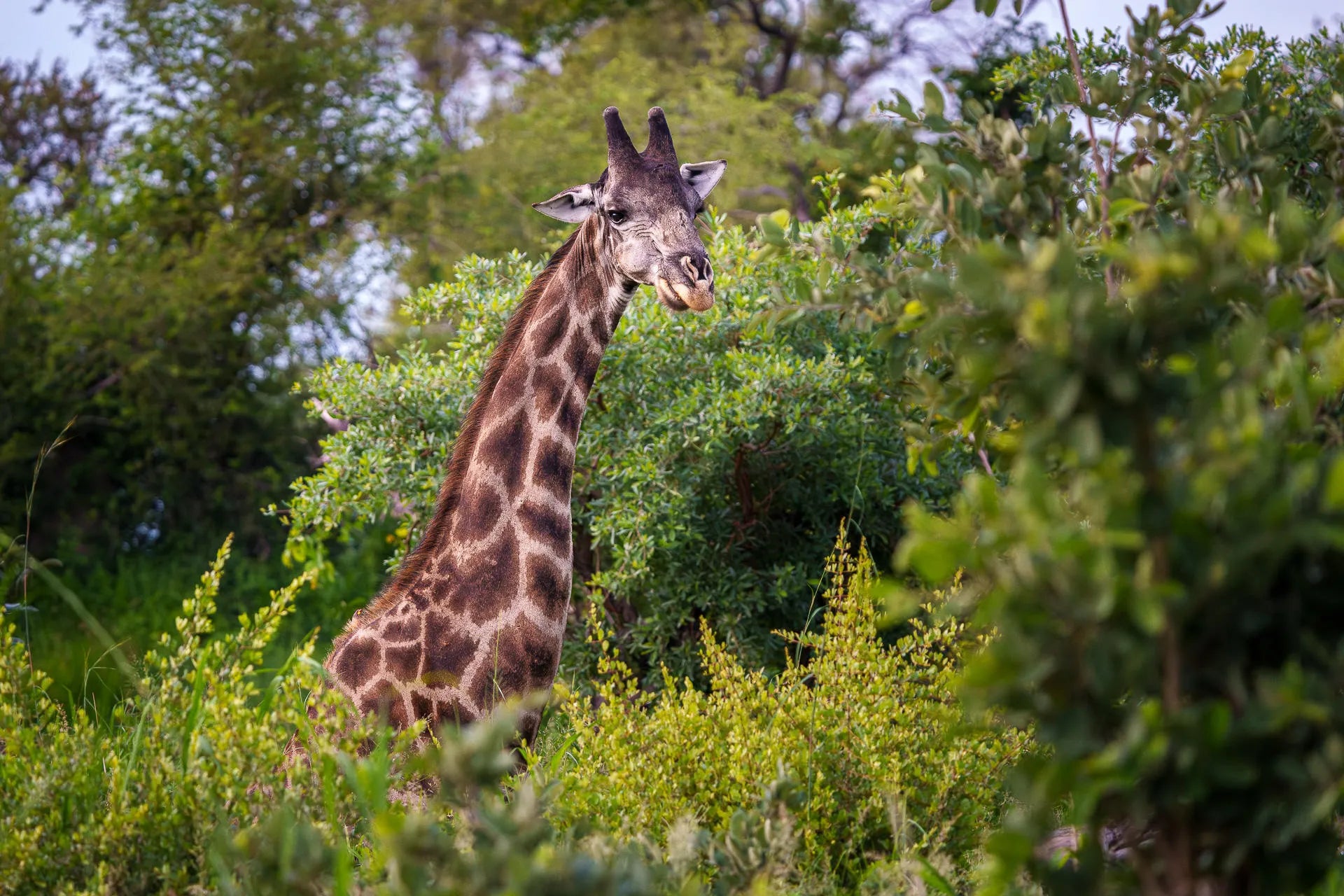 Karangoma - wildlife (giraffe) at Karangoma, Okavango Delta, Botswana.