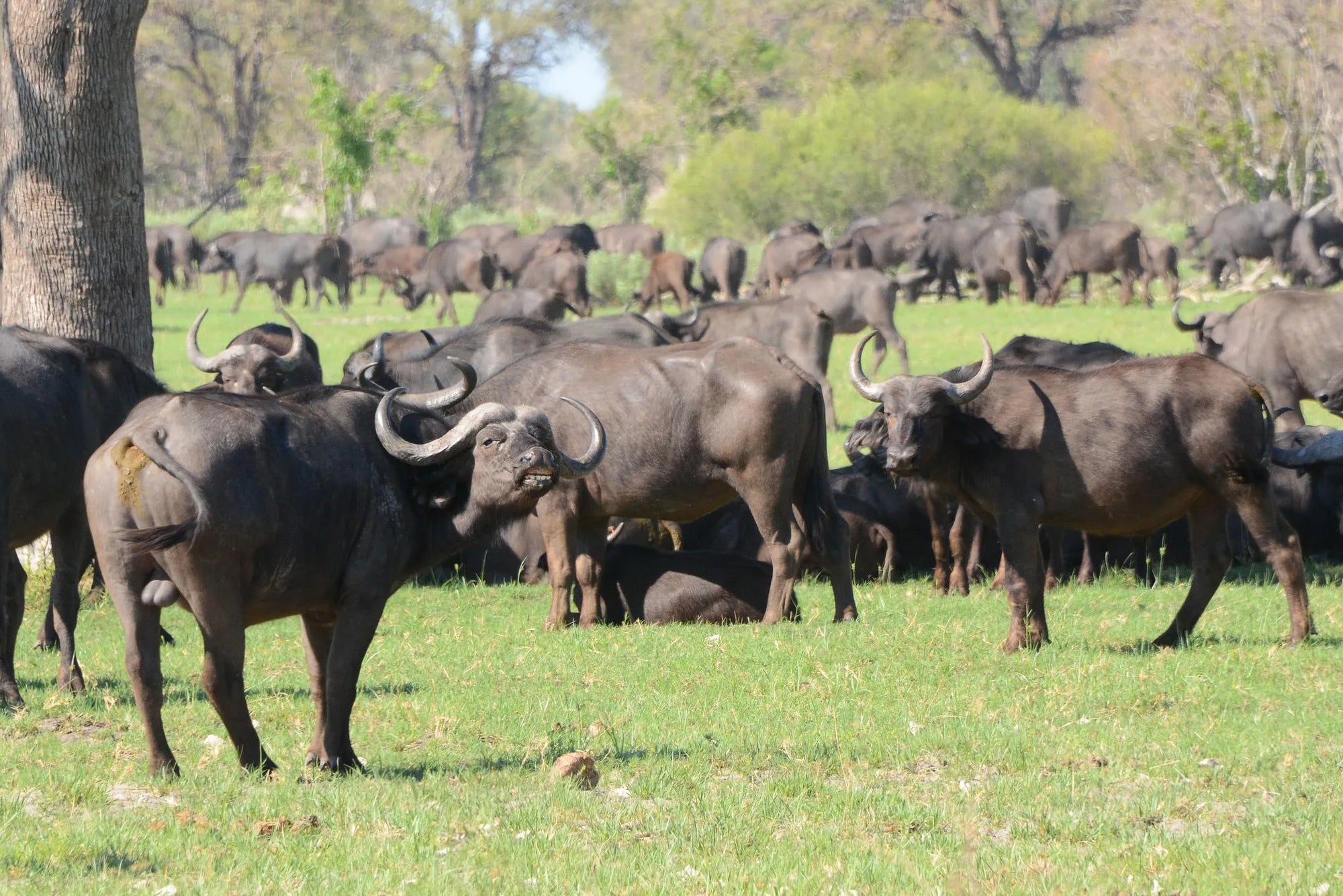 Karangoma - wildlife (buffalo) at Karangoma, Okavango Delta, Botswana.