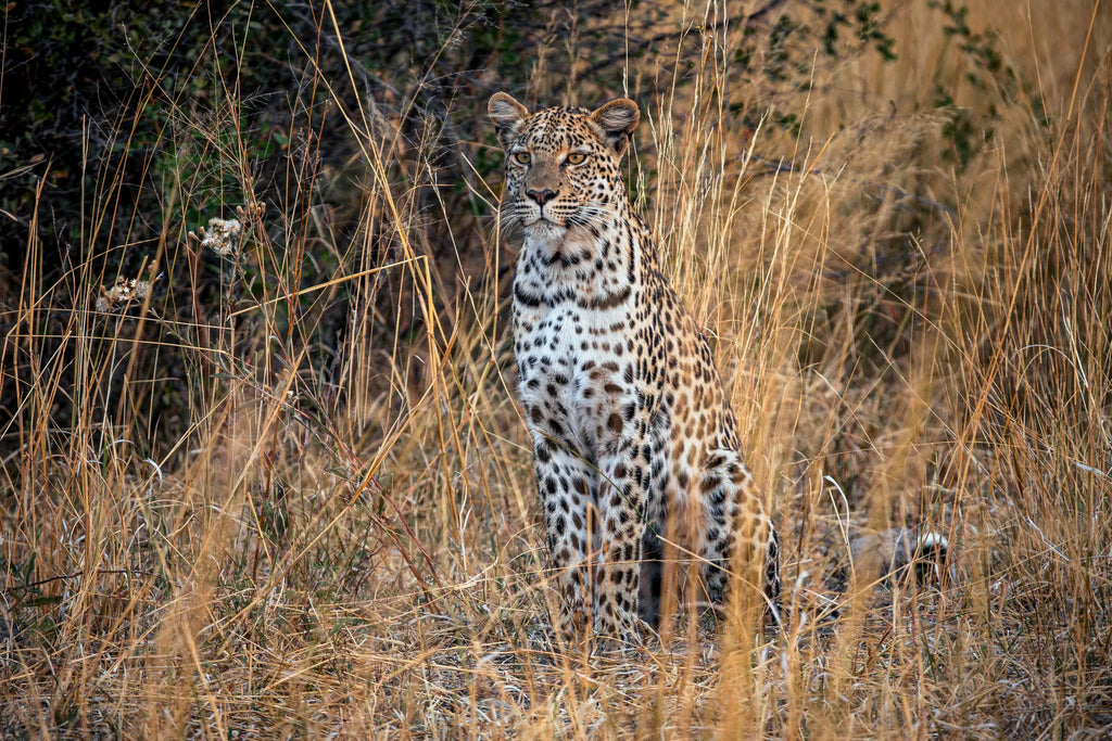 Karangoma - wildlife (leopard) at Karangoma, Okavango Delta, Botswana.