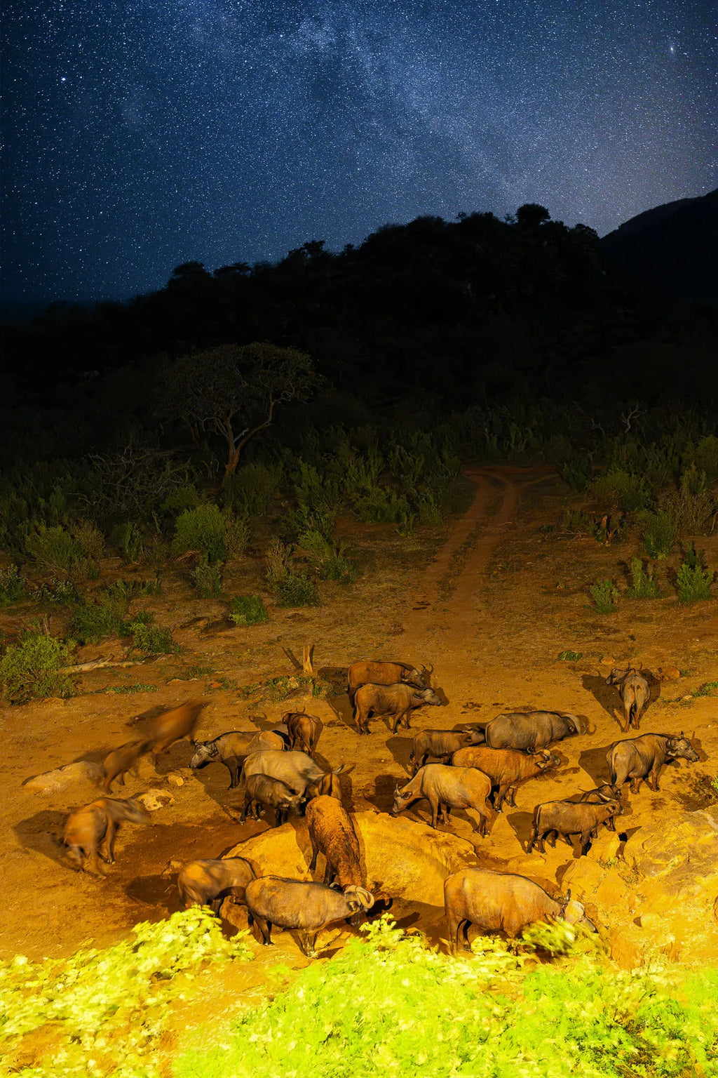 Kipalo Hills, waterhole in front of the lodge at Kipalo Hills, Tsavo West National Park, Kenya.