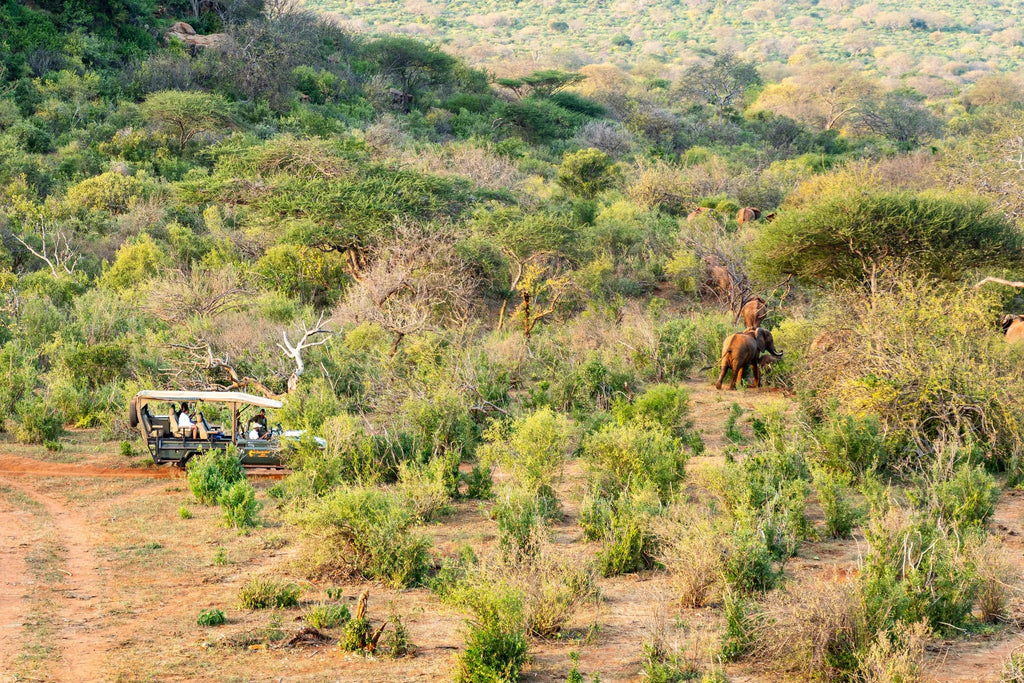 Kipalo Hills, game drive in the conservancy at Kipalo Hills, Tsavo West National Park, Kenya.