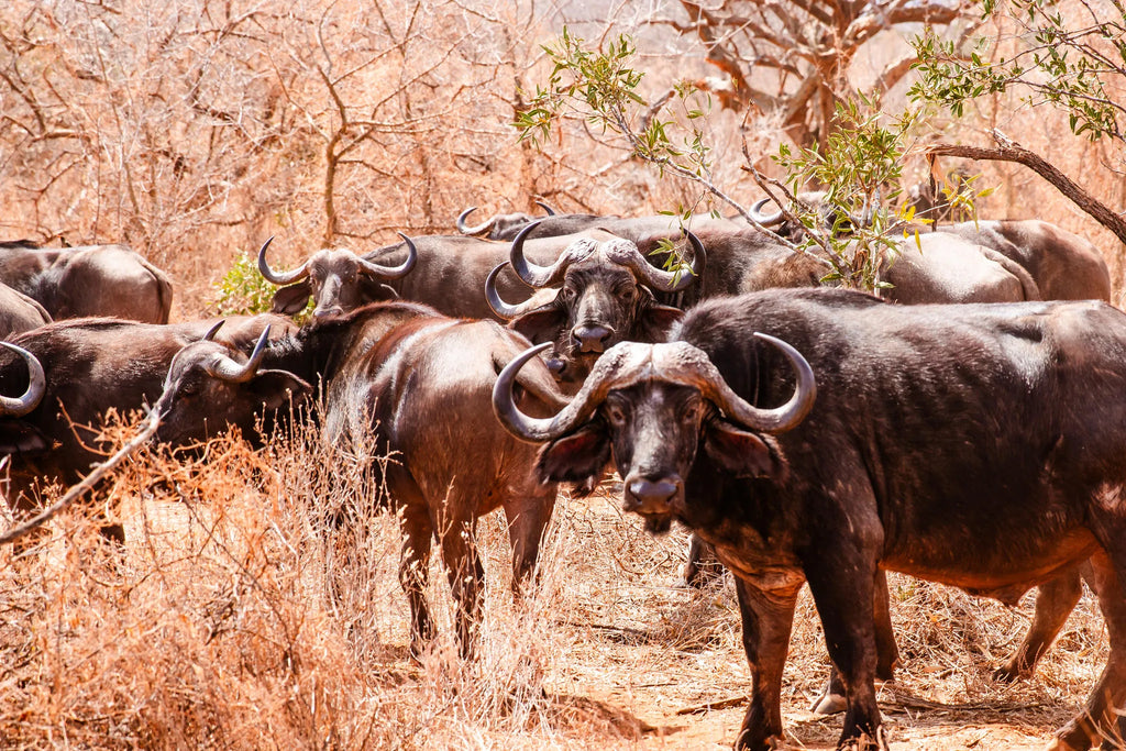 Kipalo Hills, Mbulia Conservancy at Kipalo Hills, Tsavo West National Park, Kenya.