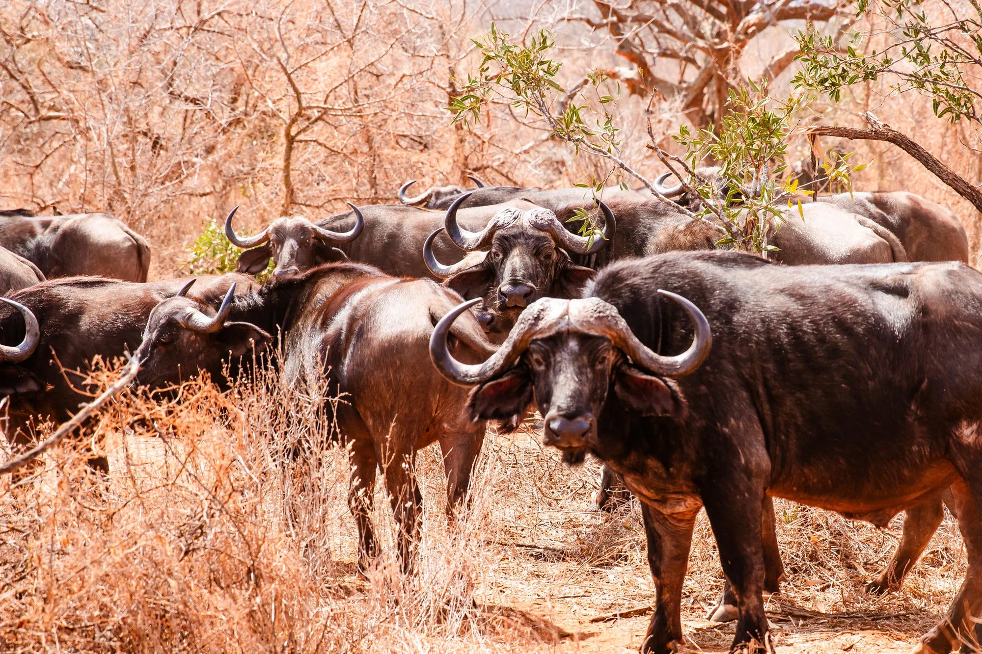 Kipalo Hills, Mbulia Conservancy at Kipalo Hills, Tsavo West National Park, Kenya.