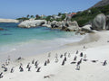 Steenberg Hotel & Spa — Boulders Beach (Penguin Colony) image 1