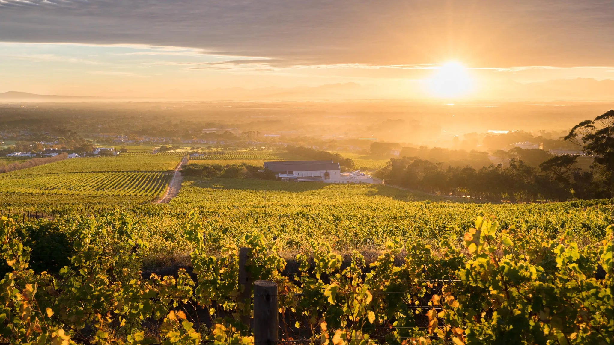 Steenberg Farm