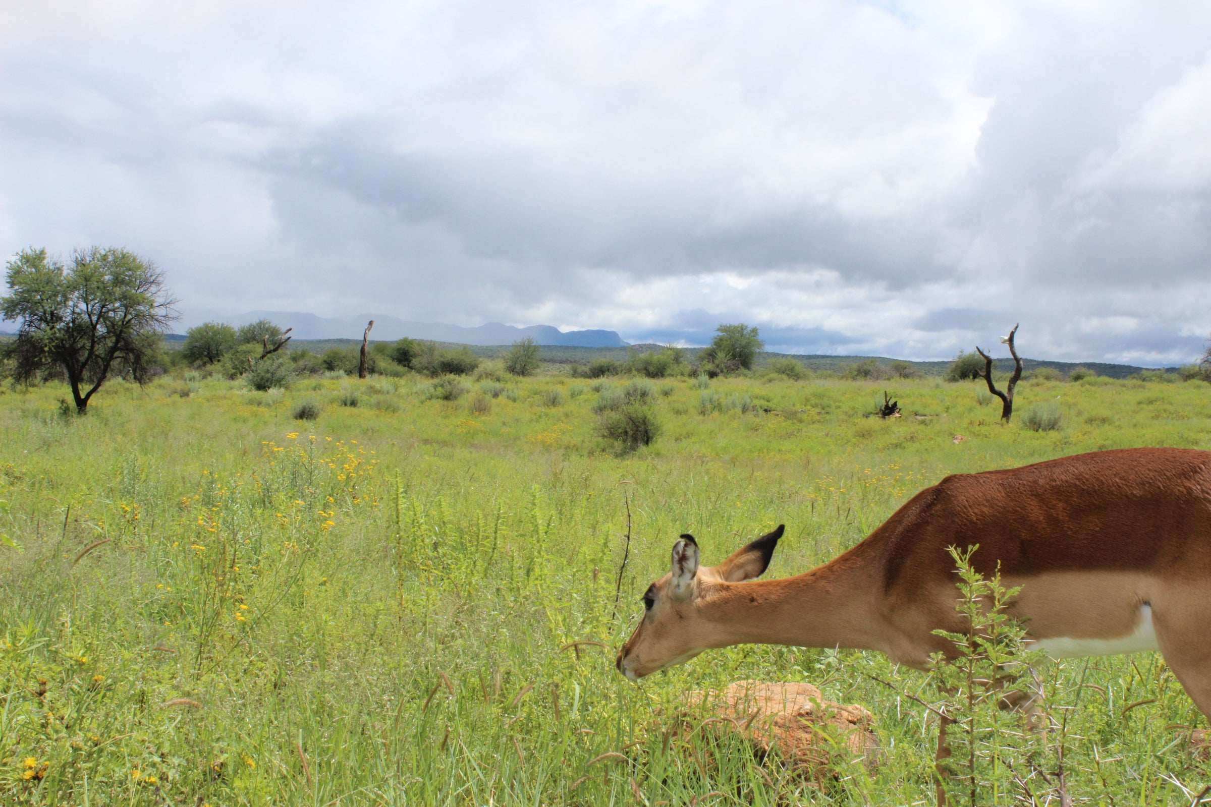 Auas Safari Lodge