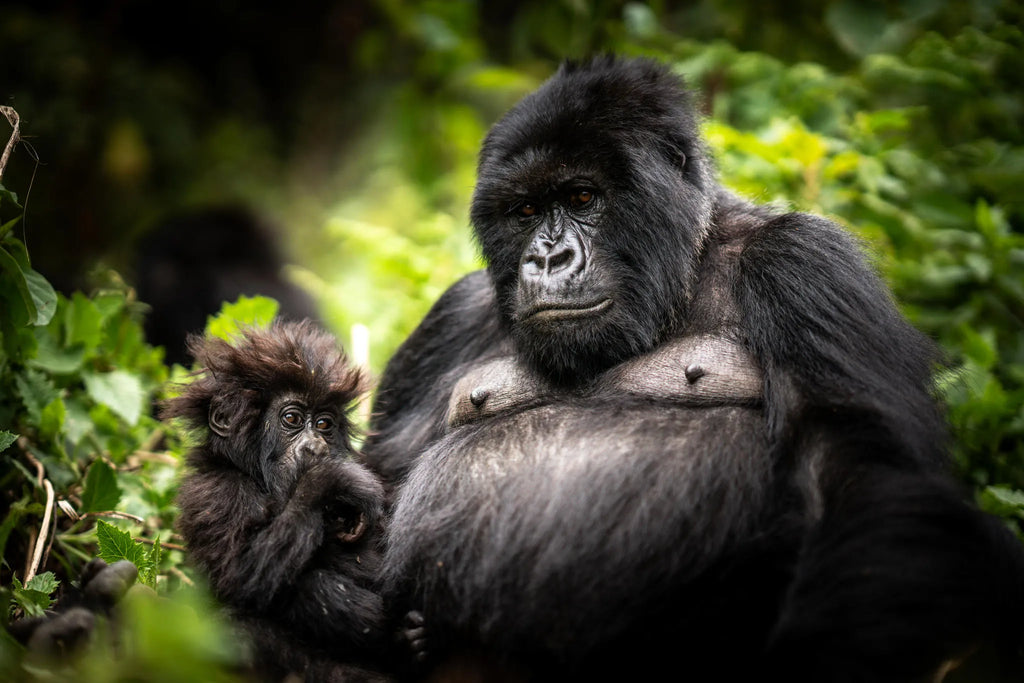 Wilderness Bisate Reserve at Wilderness Bisate Reserve, Volcanoes National Park, Rwanda.
