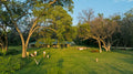 Safari home