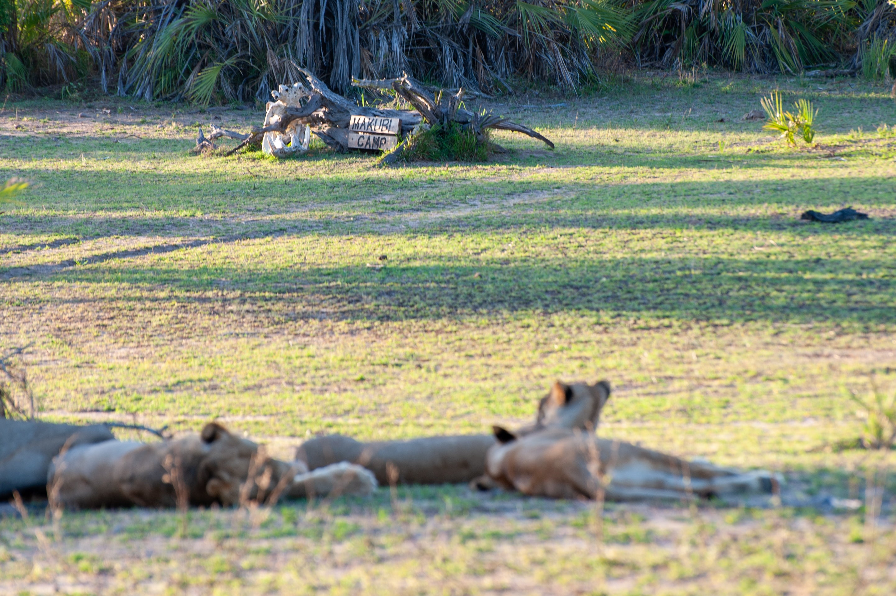 Welcome to Makubi Safari Camp