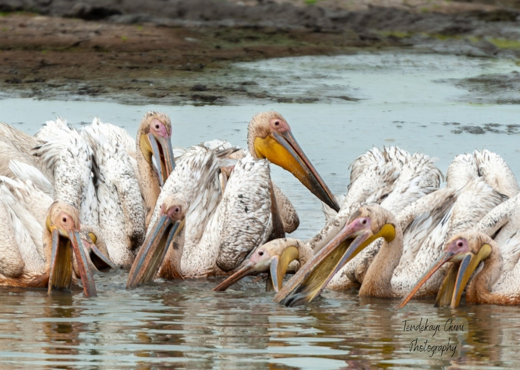 Pelicans in camp