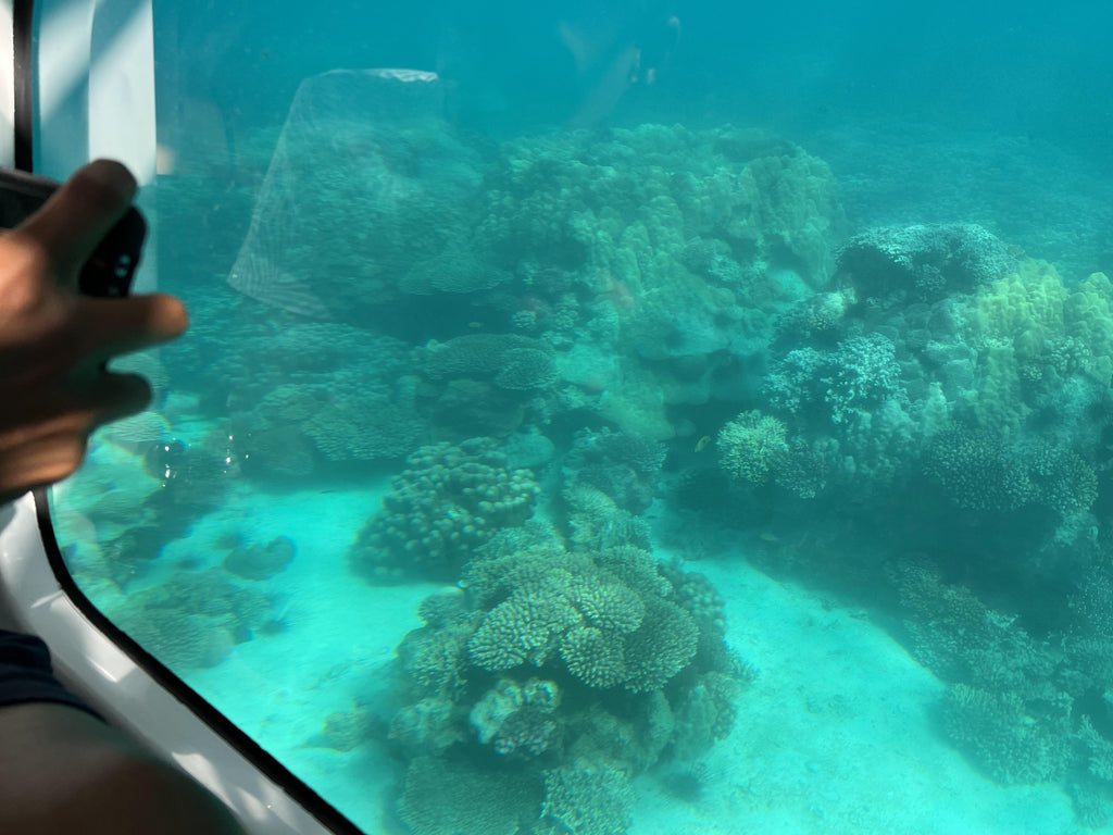 Classic Reef Tour from Stone Town and Kendwa