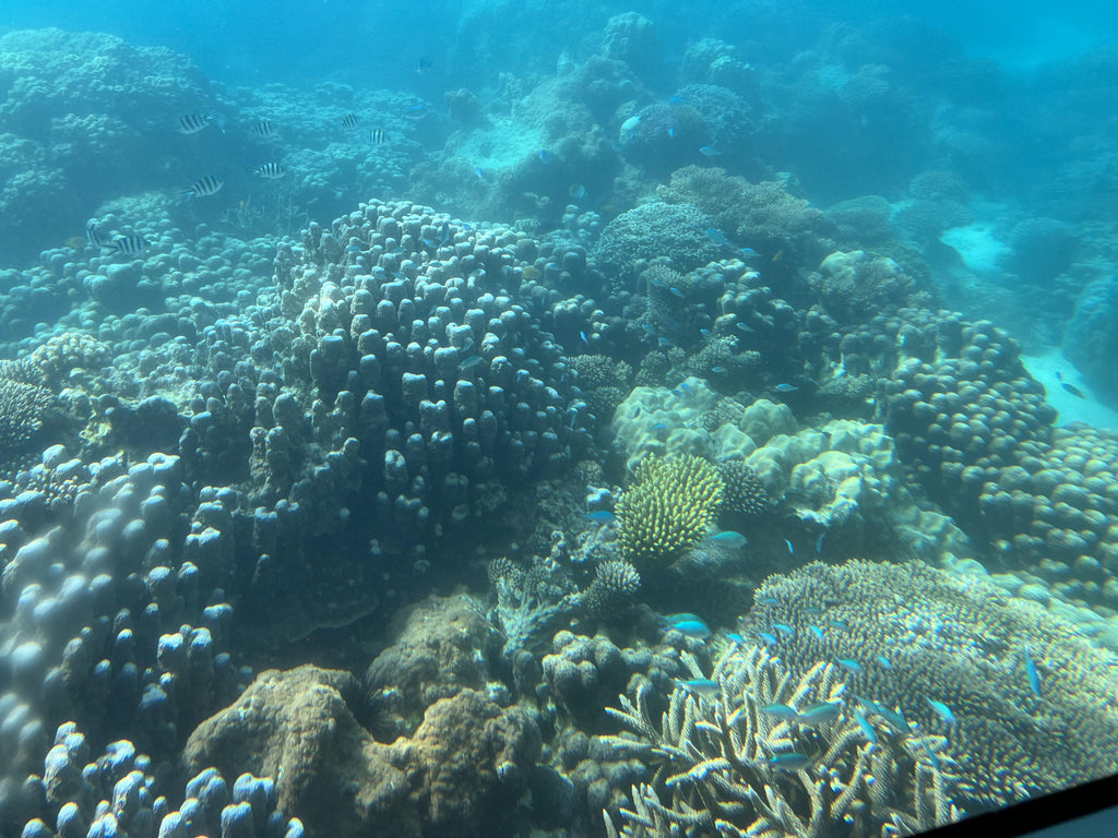 Coral Views from Your Window Seat