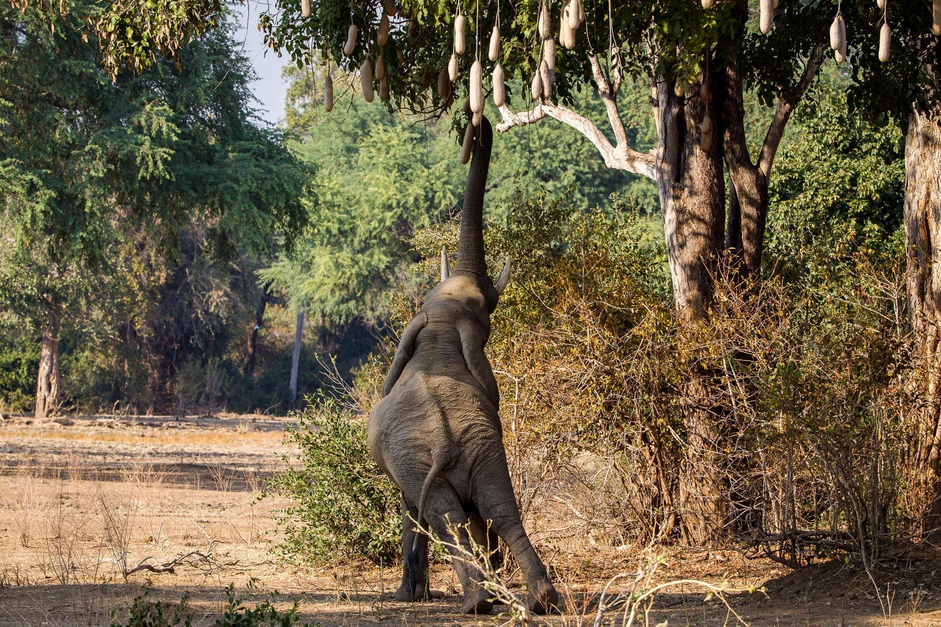 Wilderness Chikwenya at Wilderness Chikwenya, Mana Pools National Park, Zimbabwe.