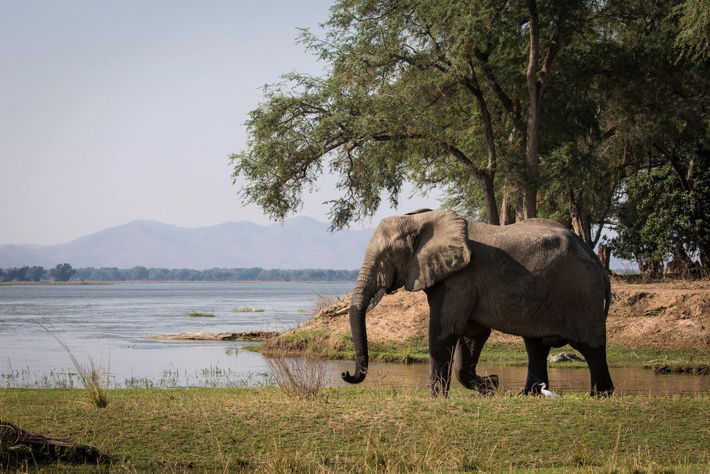 Wilderness Chikwenya at Wilderness Chikwenya, Mana Pools National Park, Zimbabwe.
