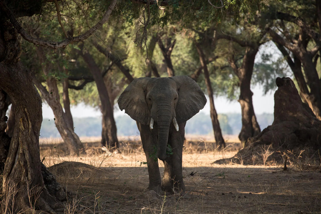 Wilderness Chikwenya at Wilderness Chikwenya, Mana Pools National Park, Zimbabwe.