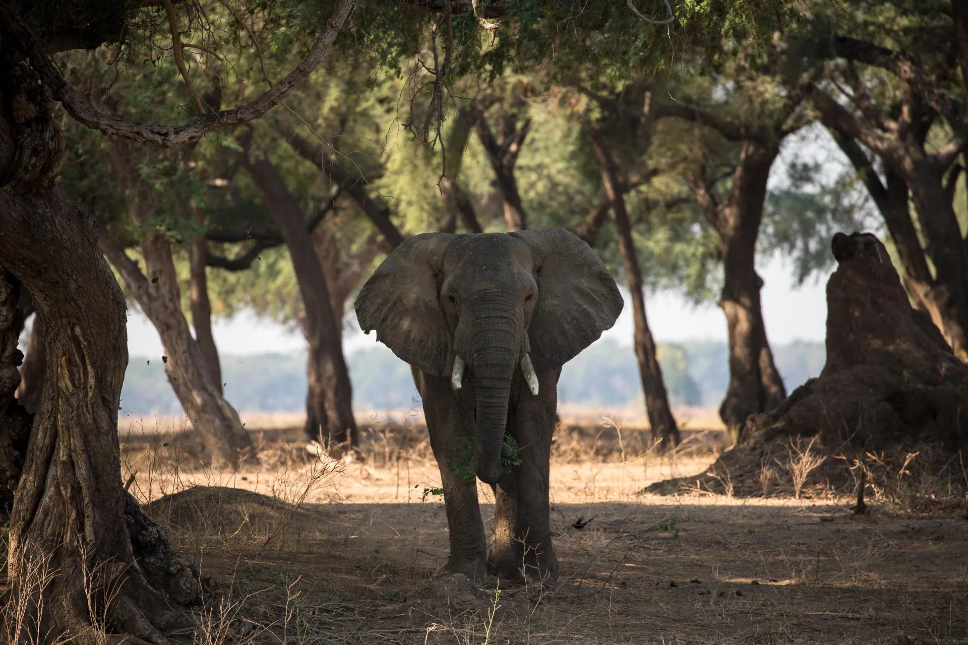 Wilderness Chikwenya at Wilderness Chikwenya, Mana Pools National Park, Zimbabwe.