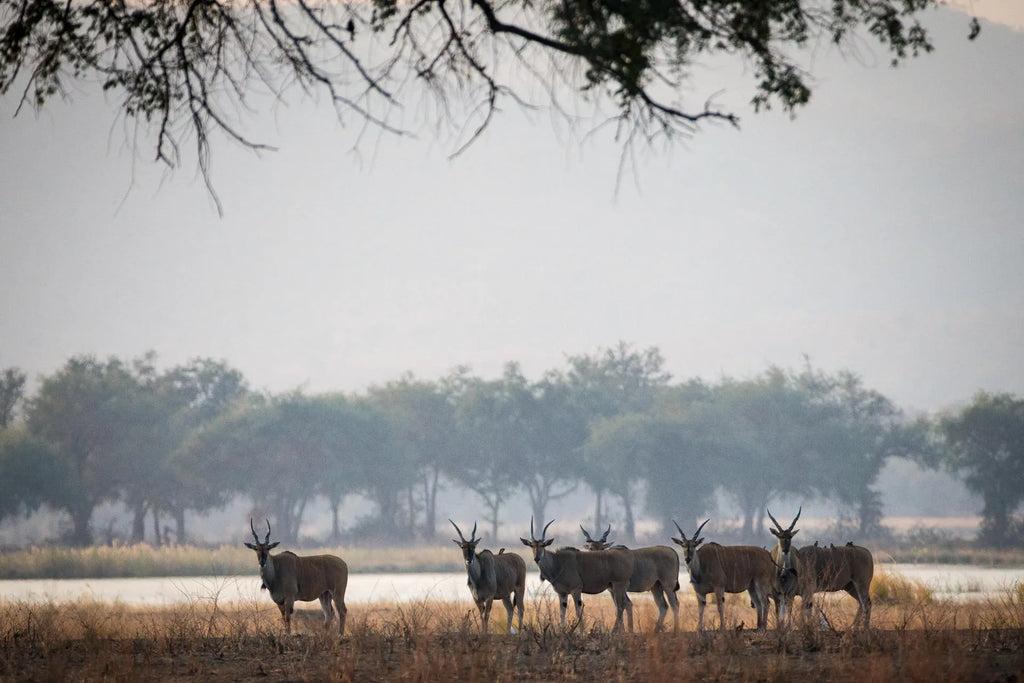 Wilderness Chikwenya at Wilderness Chikwenya, Mana Pools National Park, Zimbabwe.