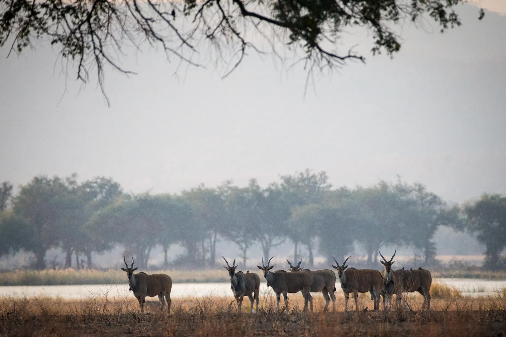 Wilderness Chikwenya at Wilderness Chikwenya, Mana Pools National Park, Zimbabwe.