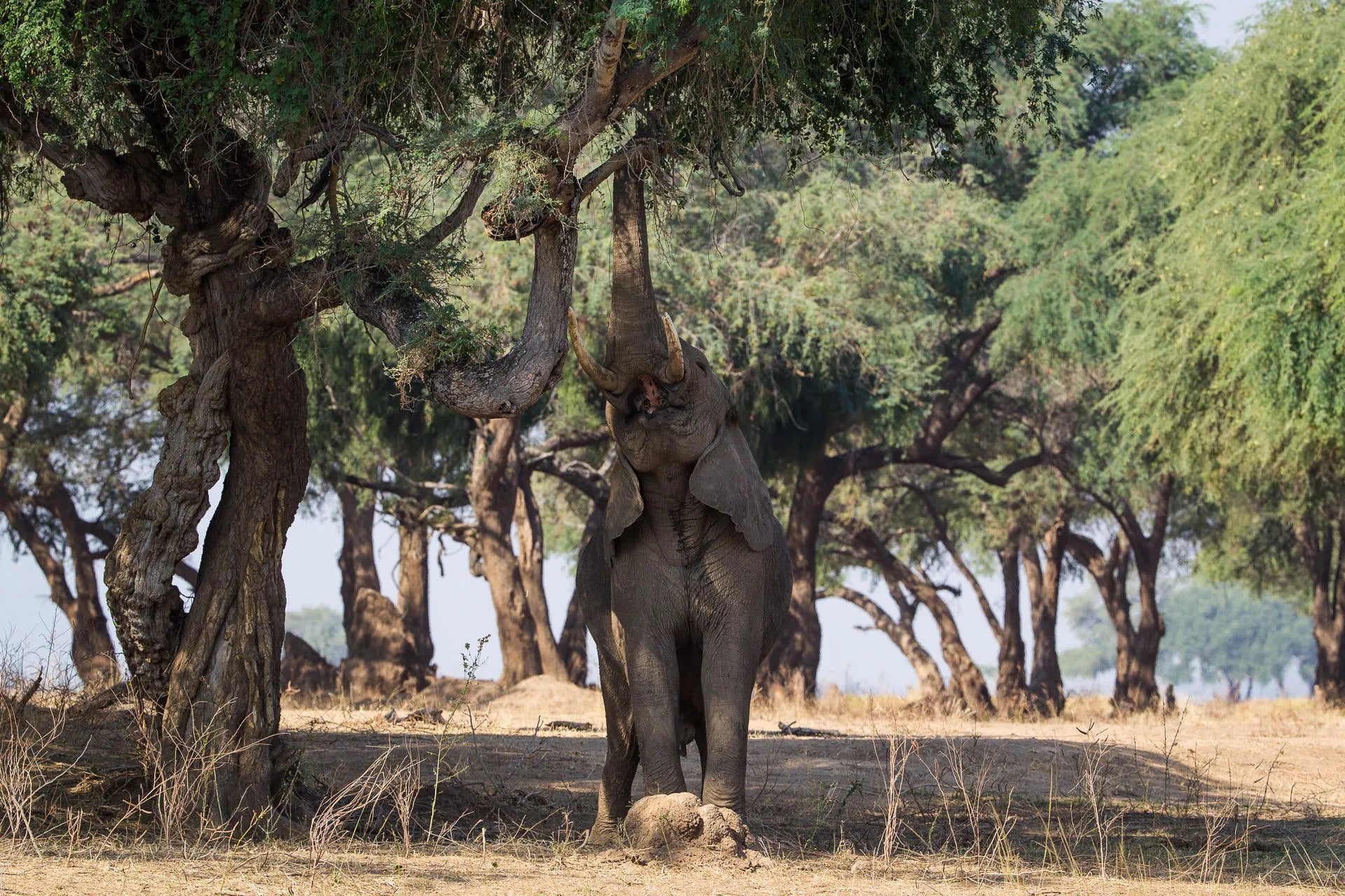 Wilderness Chikwenya at Wilderness Chikwenya, Mana Pools National Park, Zimbabwe.
