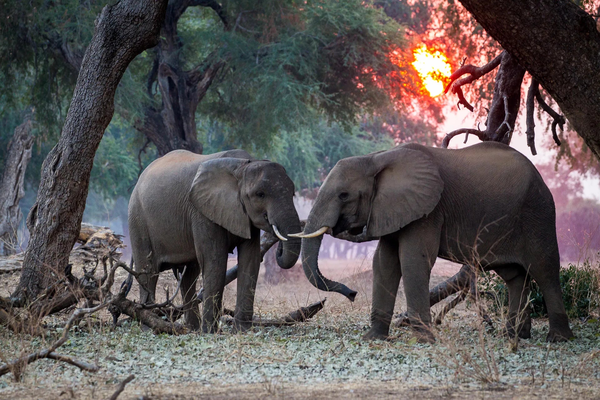 Wilderness Chikwenya at Wilderness Chikwenya, Mana Pools National Park, Zimbabwe.