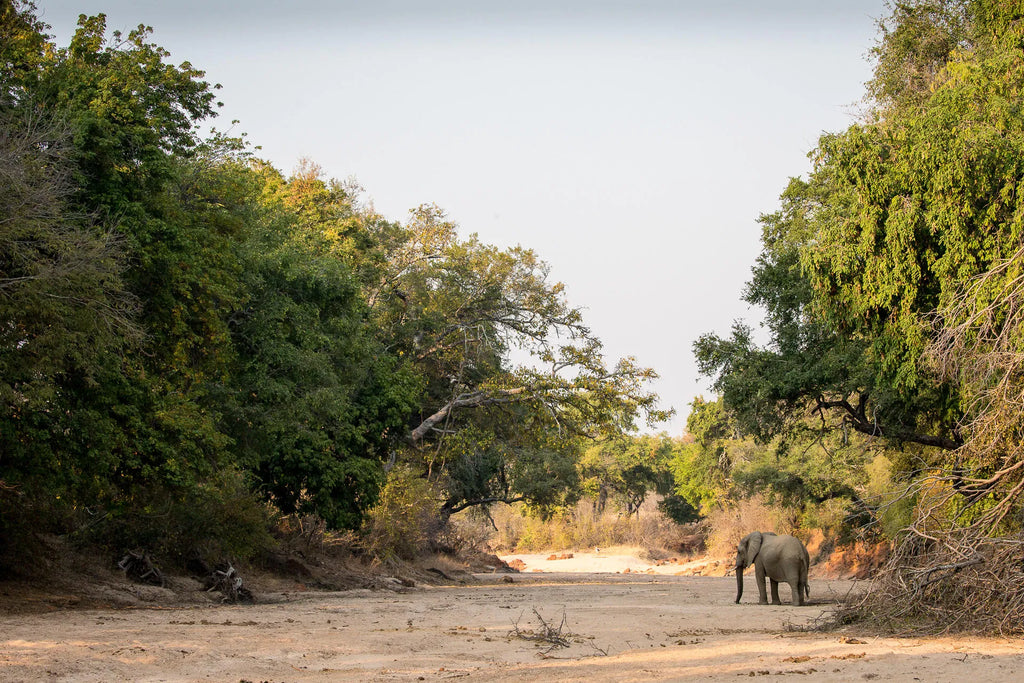 Wilderness Chikwenya at Wilderness Chikwenya, Mana Pools National Park, Zimbabwe.