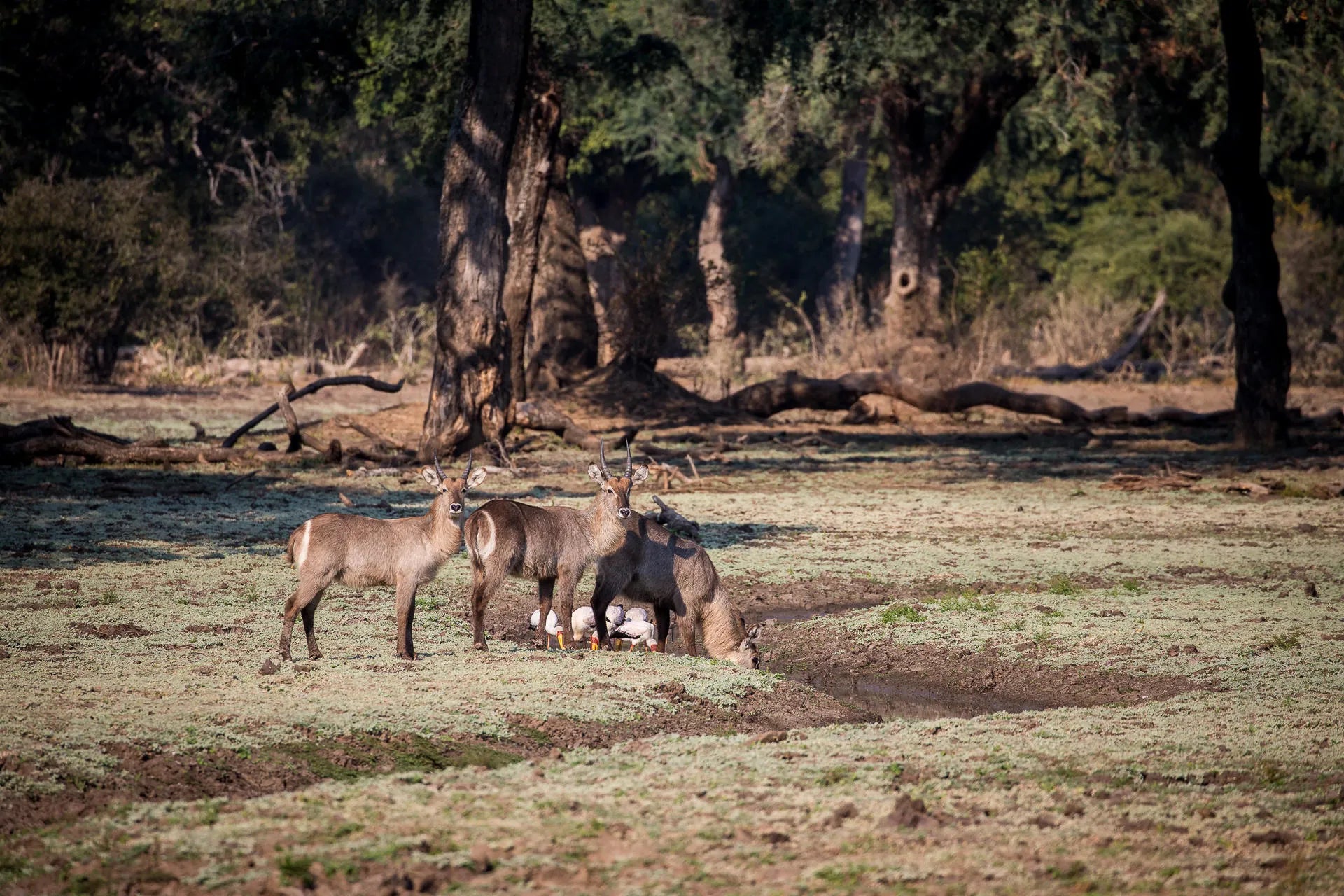 Wilderness Chikwenya at Wilderness Chikwenya, Mana Pools National Park, Zimbabwe.