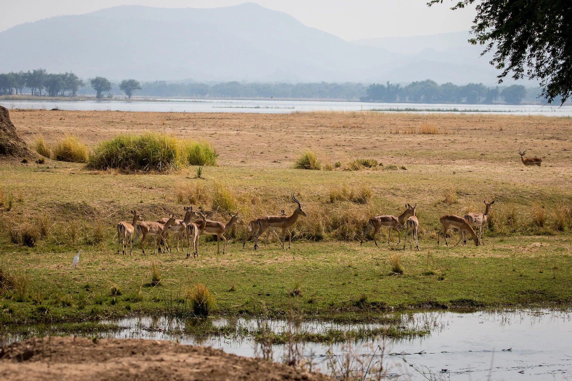Wilderness Chikwenya at Wilderness Chikwenya, Mana Pools National Park, Zimbabwe.