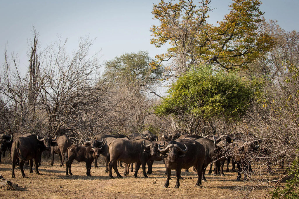 Wilderness Chikwenya at Wilderness Chikwenya, Mana Pools National Park, Zimbabwe.
