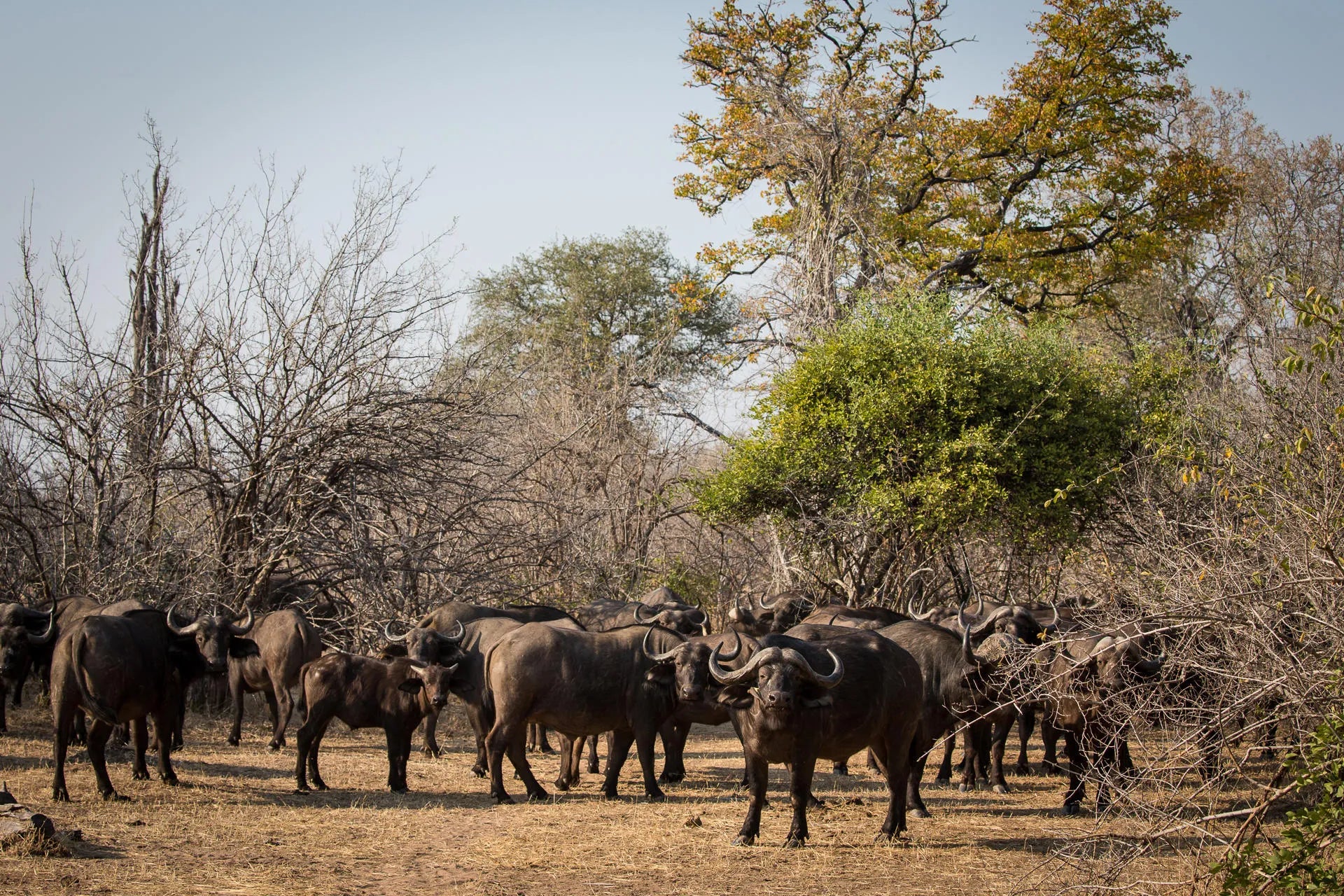 Wilderness Chikwenya at Wilderness Chikwenya, Mana Pools National Park, Zimbabwe.
