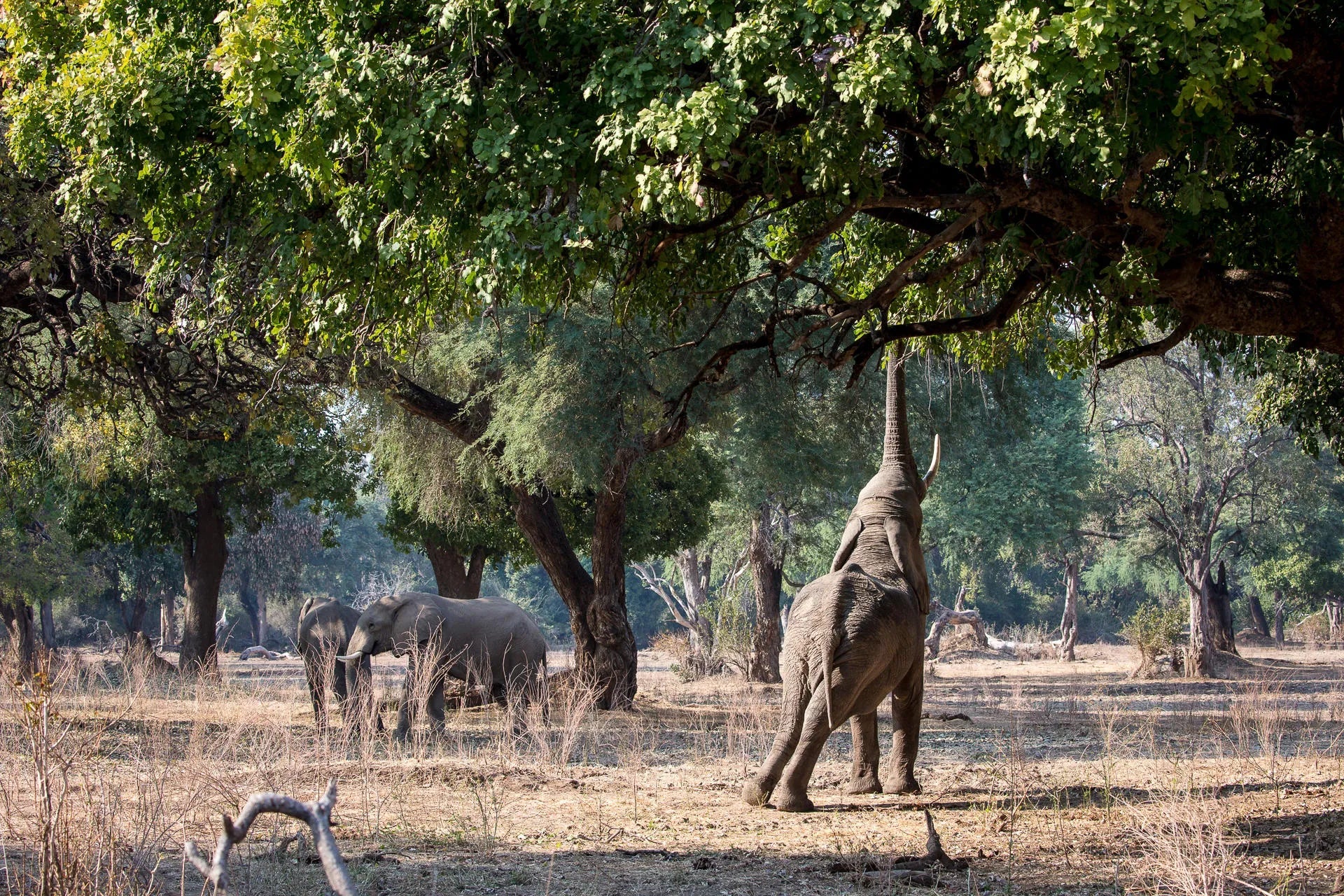 Wilderness Chikwenya at Wilderness Chikwenya, Mana Pools National Park, Zimbabwe.