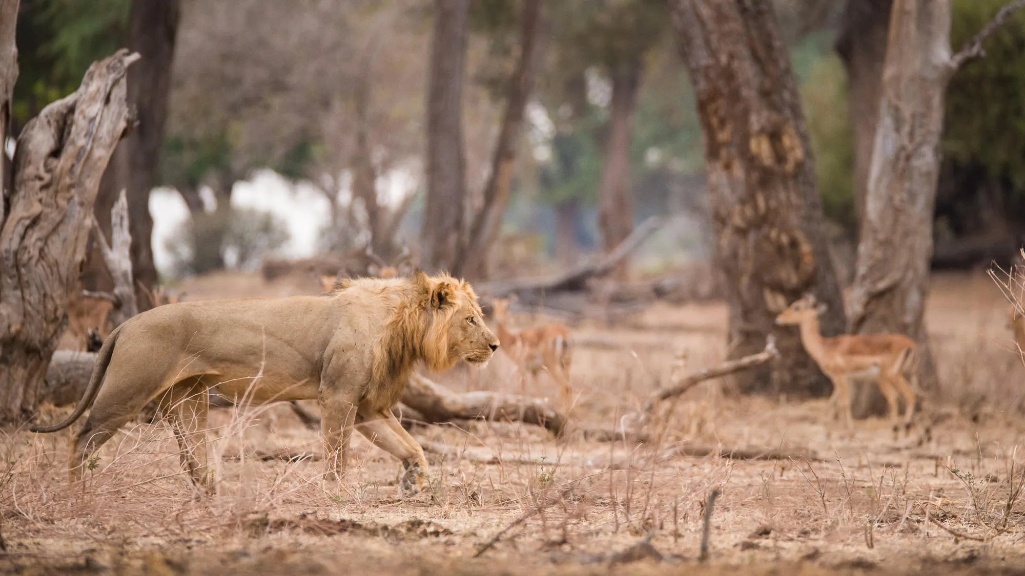 Wilderness Chikwenya at Wilderness Chikwenya, Mana Pools National Park, Zimbabwe.