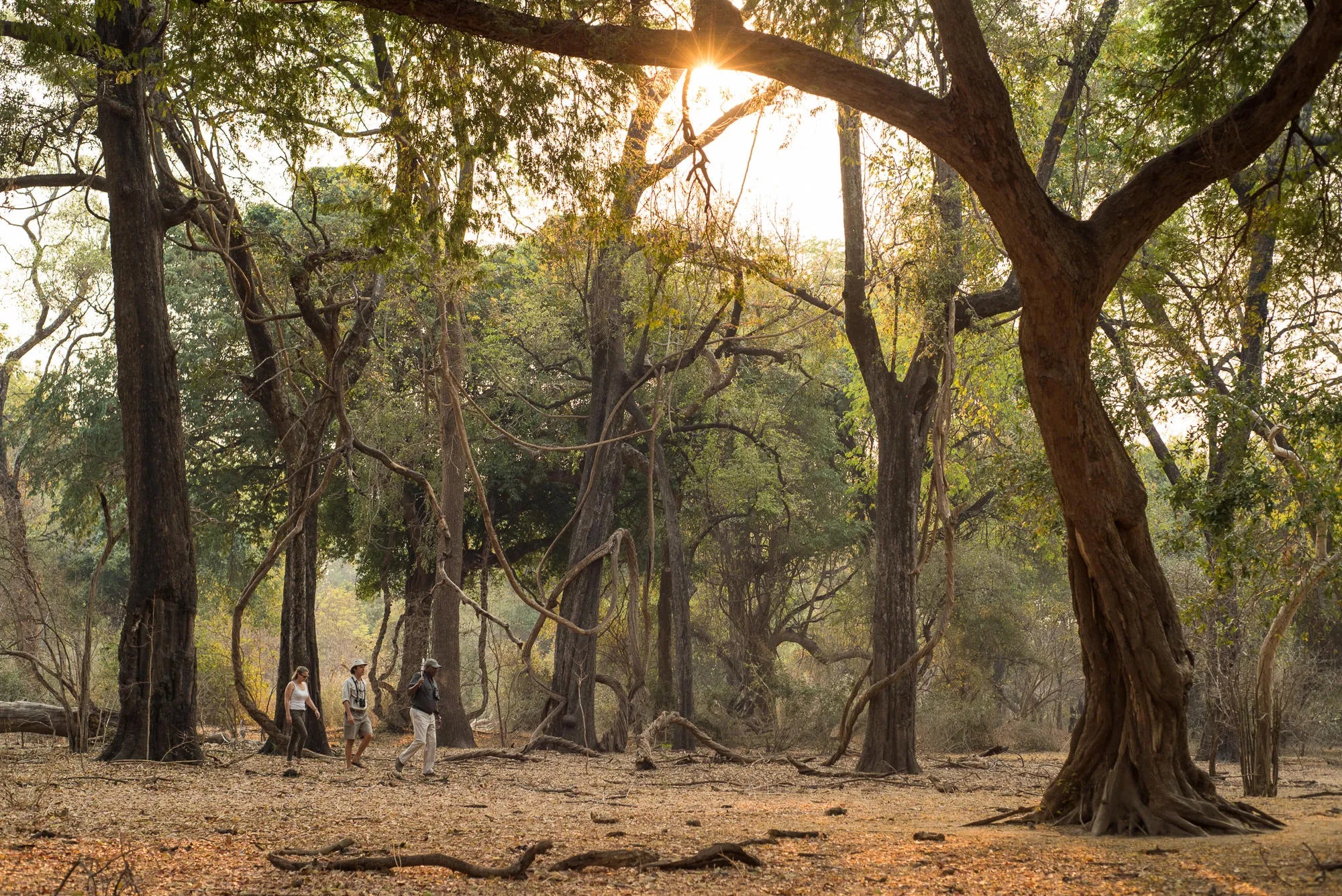 Wilderness Chikwenya – Guided Nature Walks