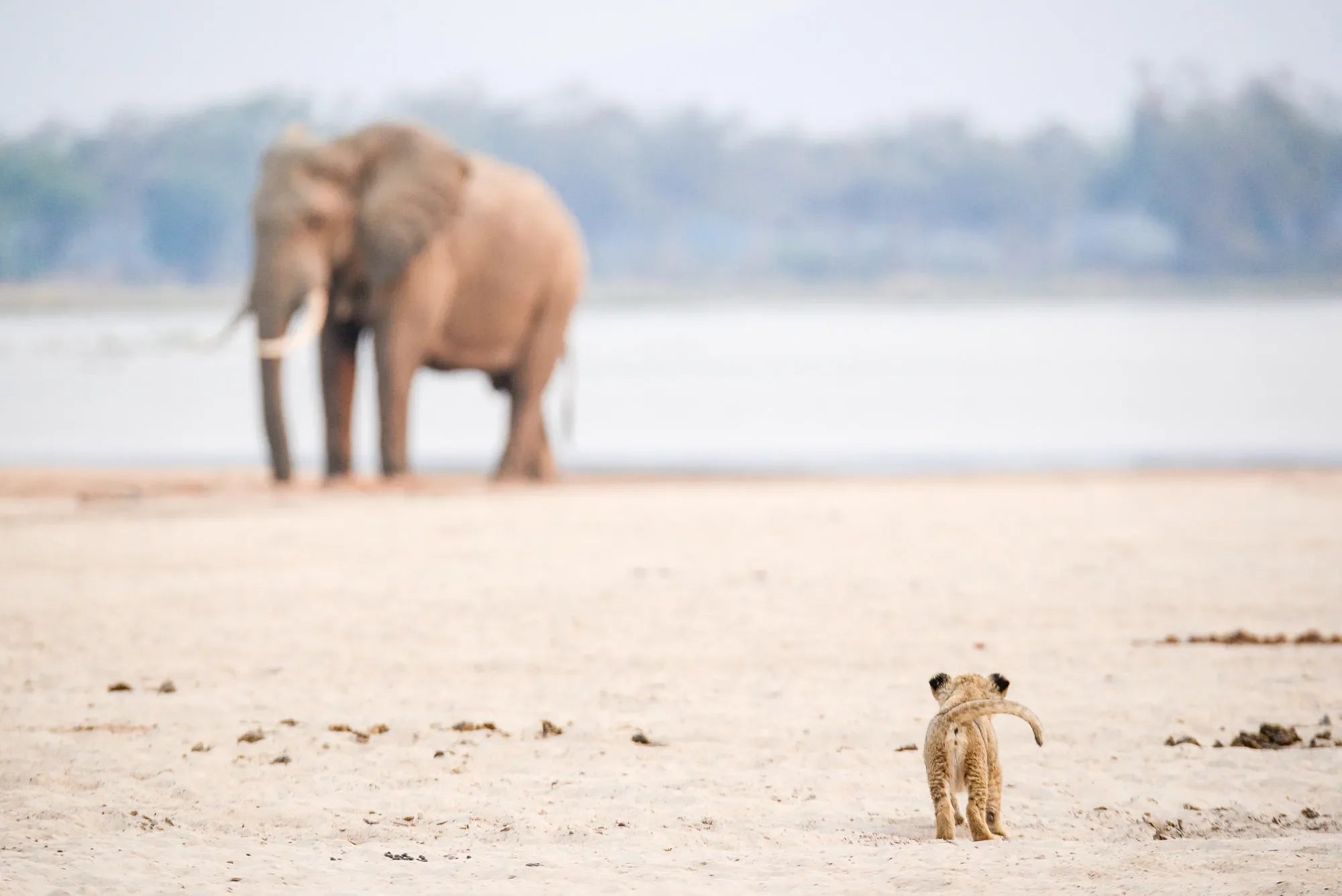 Wilderness Chikwenya at Wilderness Chikwenya, Mana Pools National Park, Zimbabwe.