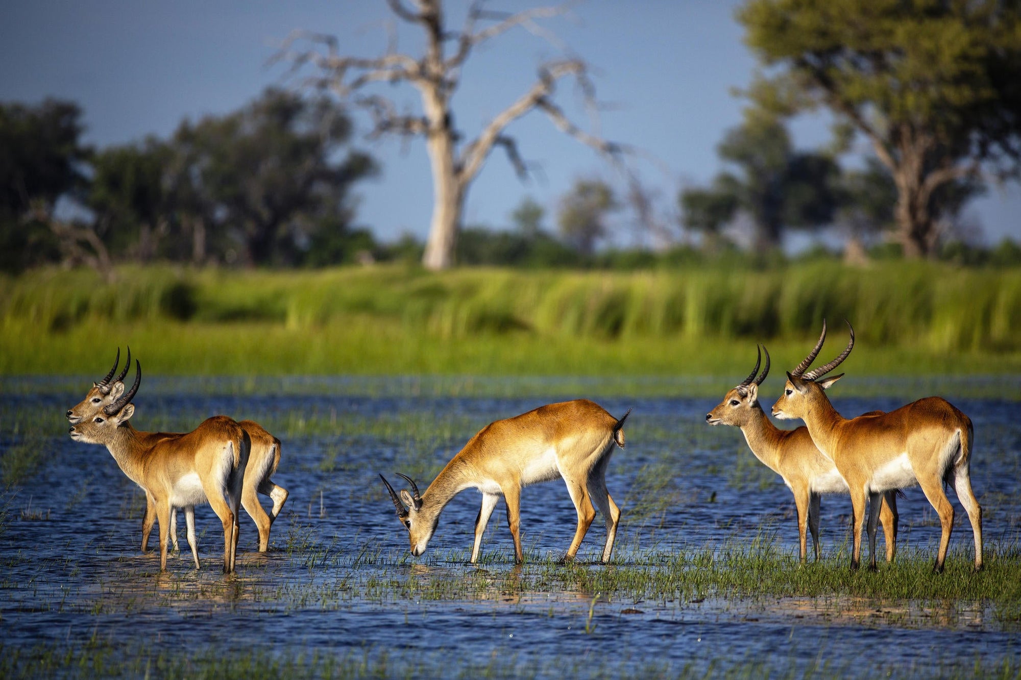 Game Drives  gallery image 9