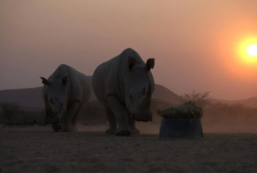 Animals at Ugab Game Farm & Lodge, Twyfelfontein, Namibia.