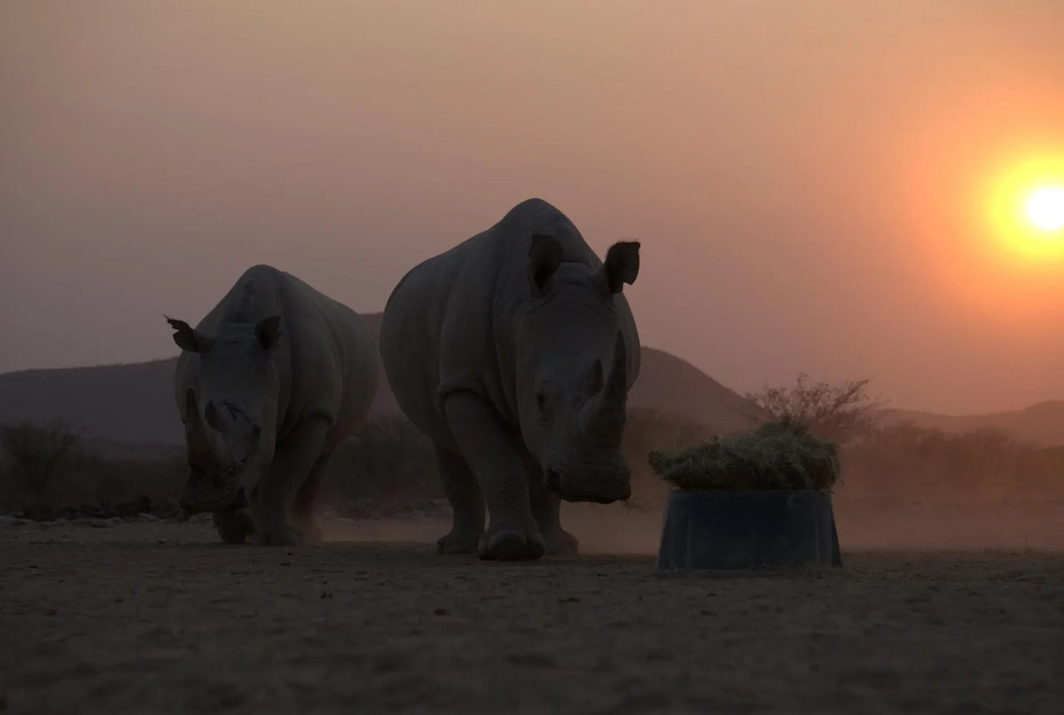 Animals at Ugab Game Farm & Lodge, Twyfelfontein, Namibia.