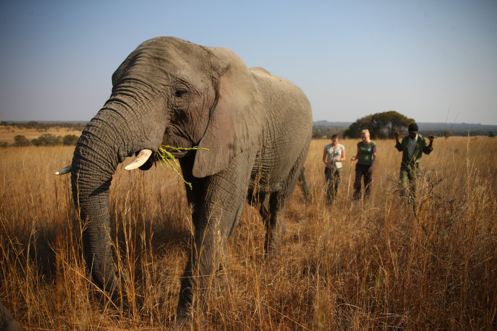Walking with Elephants