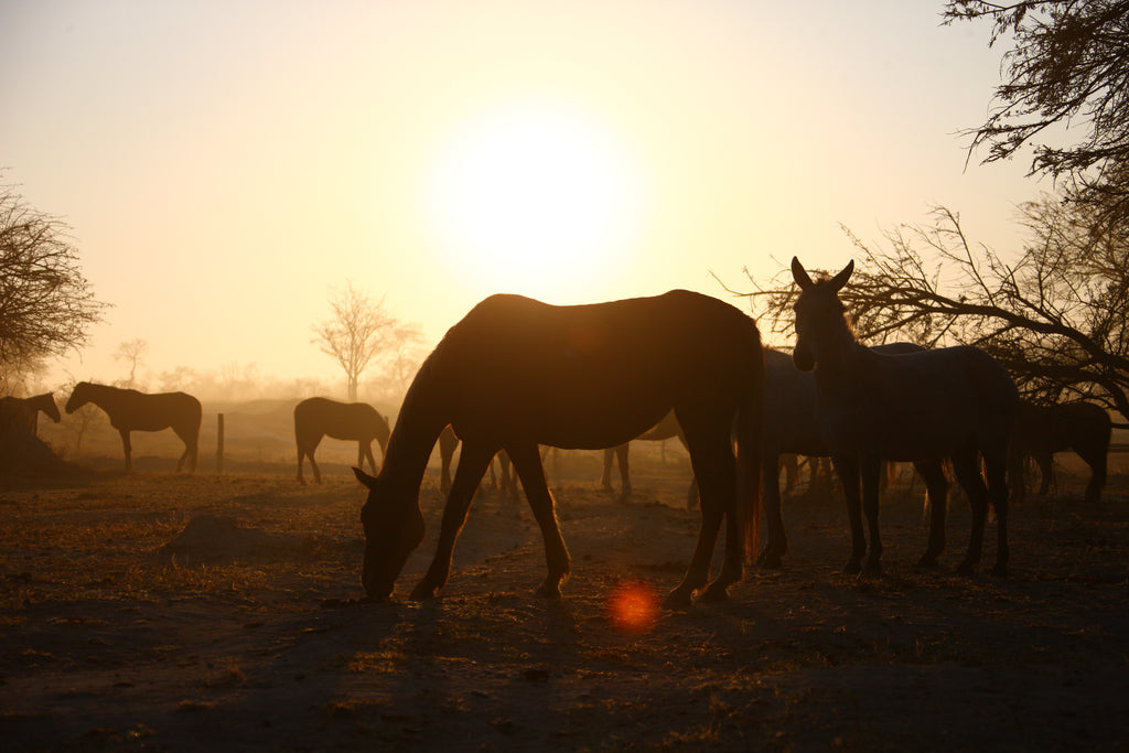 Horses at sunset