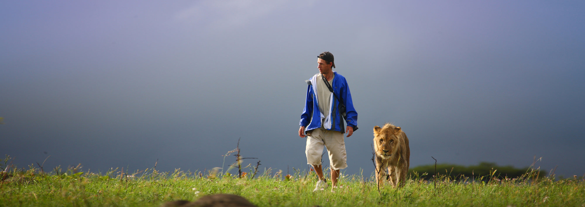 Guest walk with a Lion