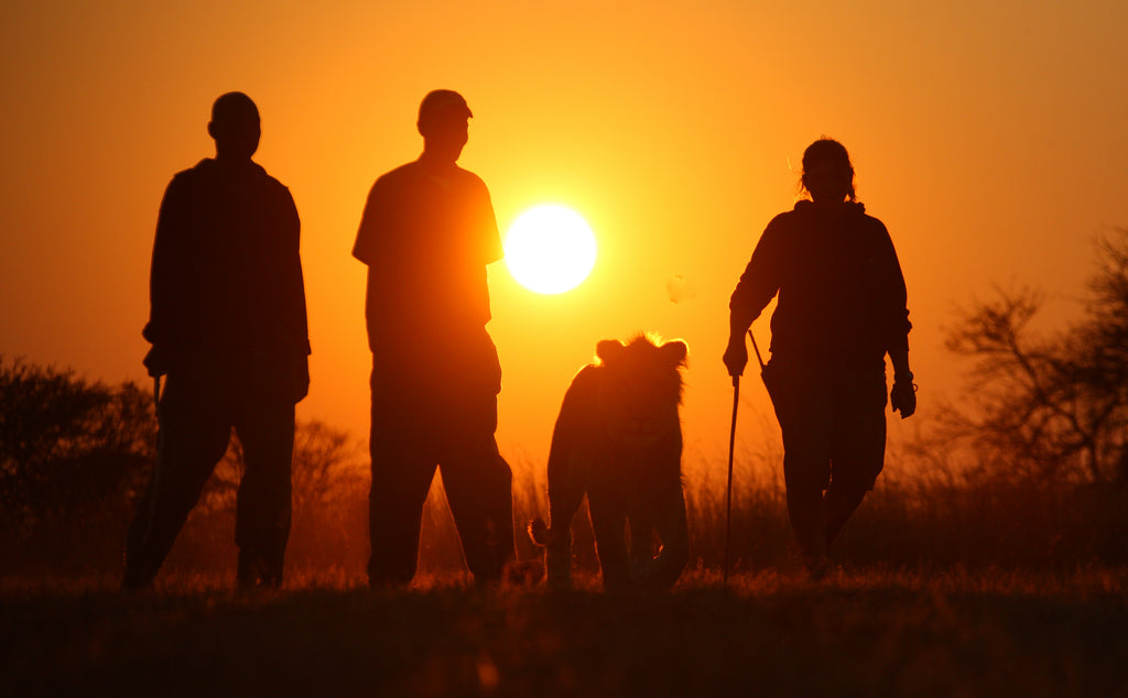 Lion Walk