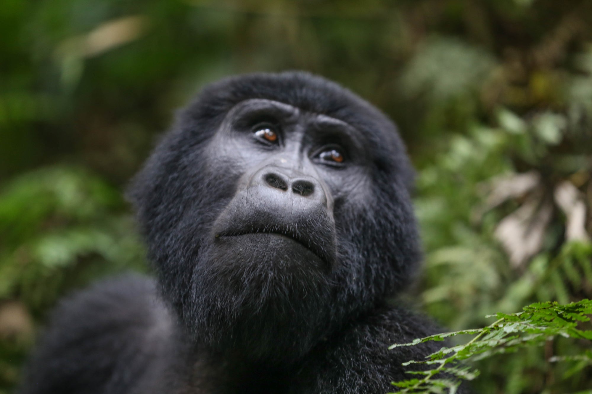 Mountain Gorilla Trekking 