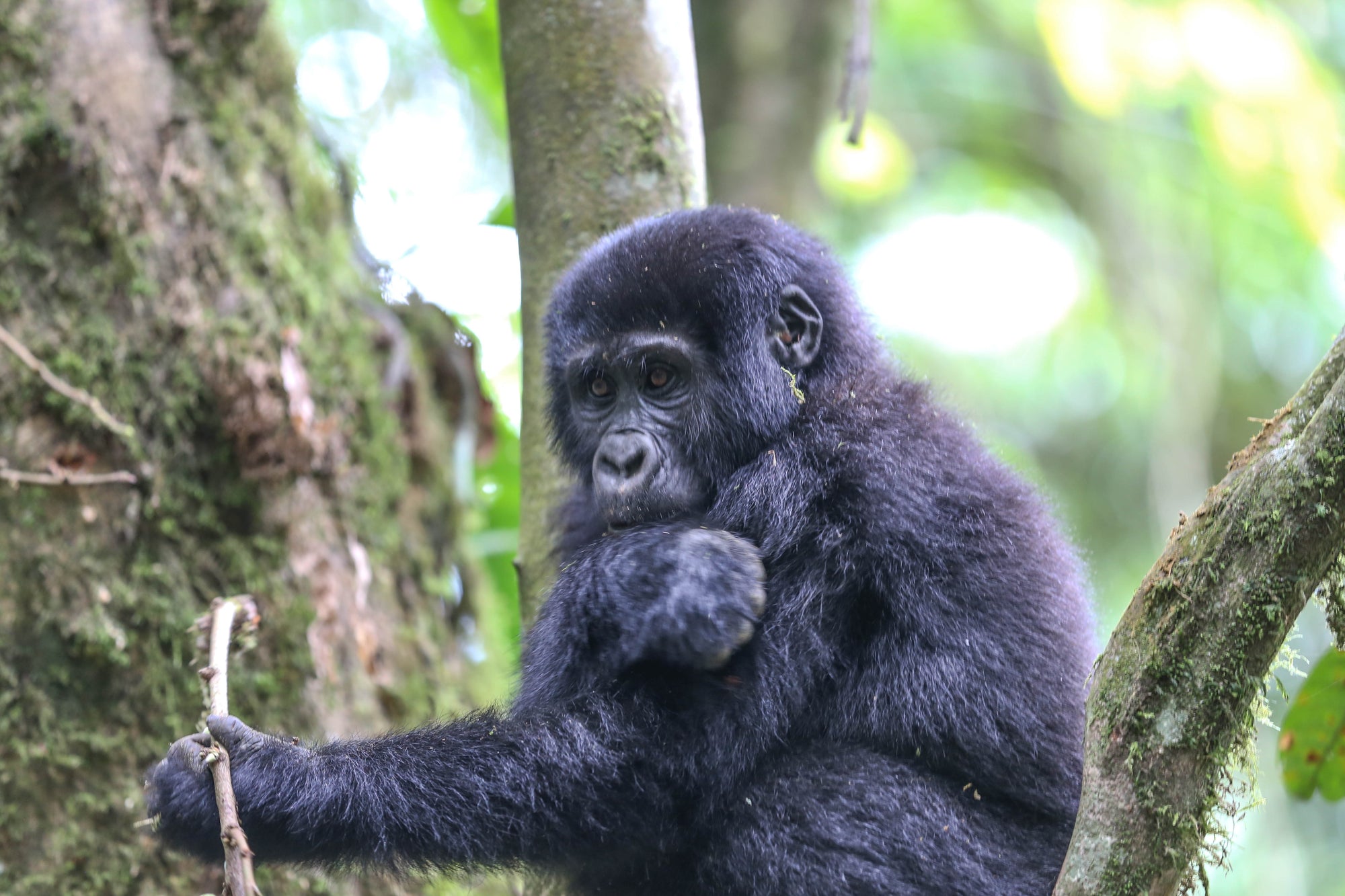 Mountain Gorilla Trekking 